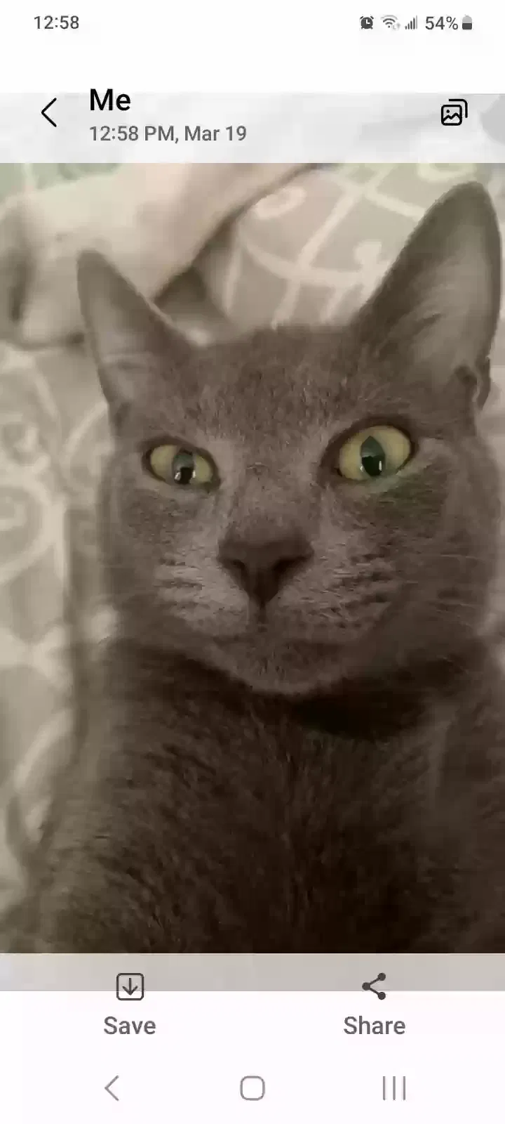 Lost cat in Garner, NC, 27529