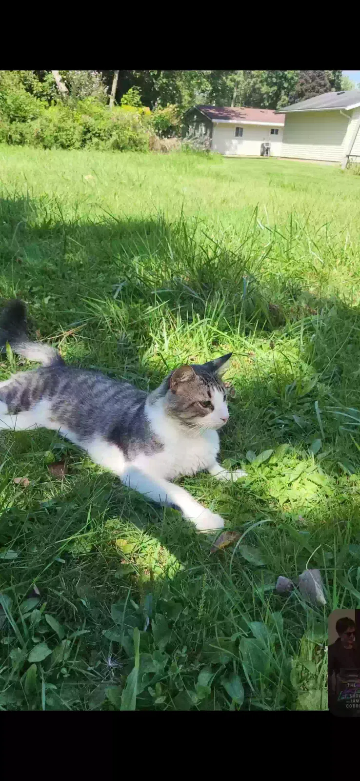 Lost cat in Fort Wayne, IN, 46816