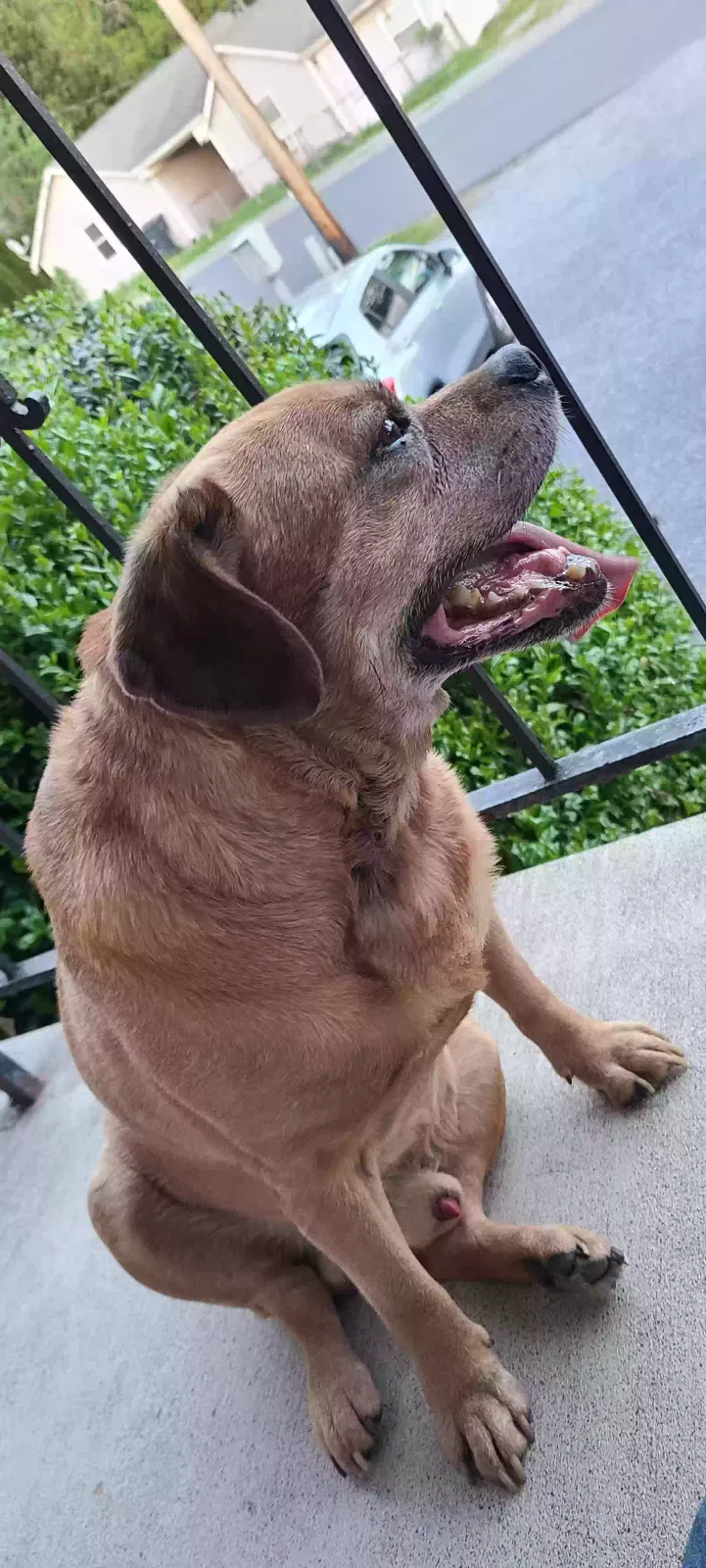 Found dog in Vinton, VA, 24179