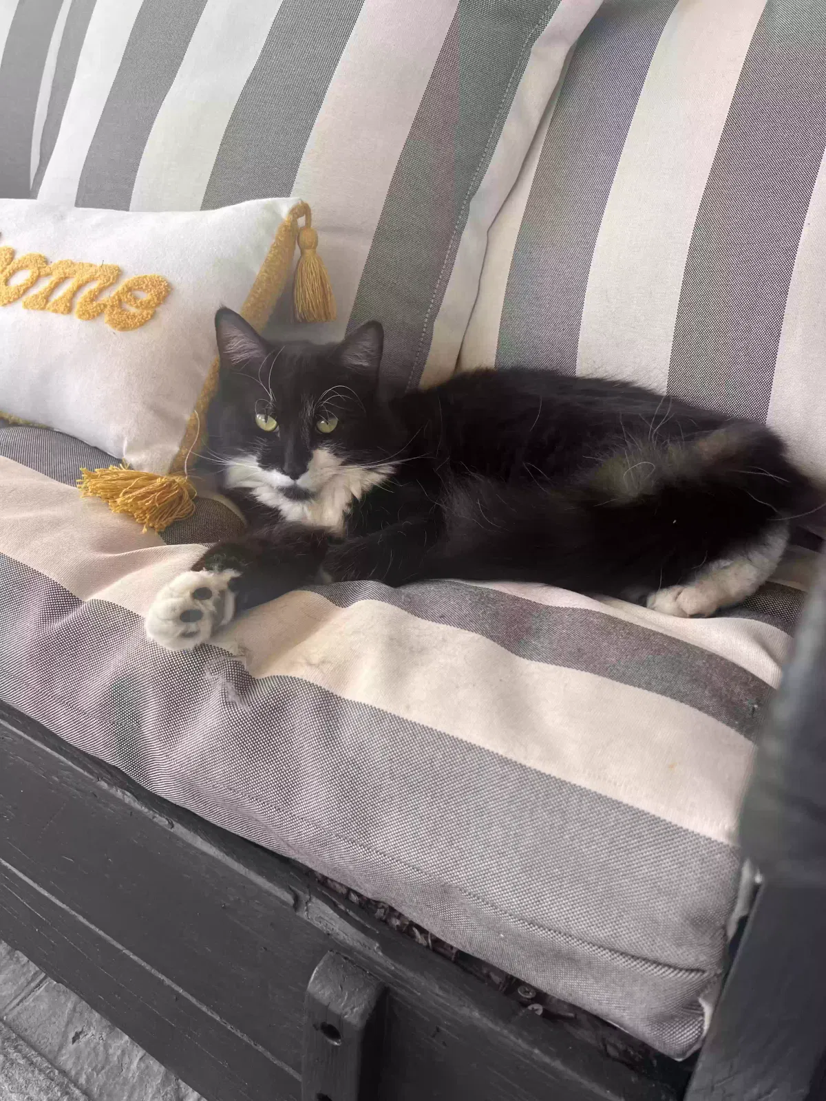 Lost cat in Glendale, AZ, 85305