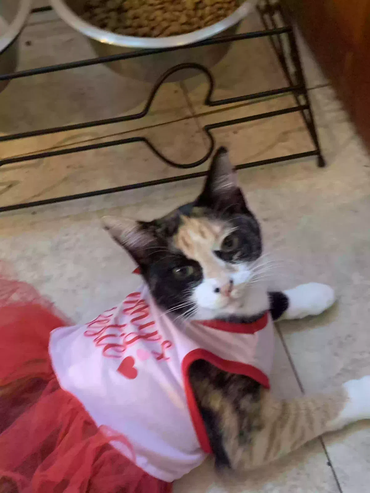 Lost cat in La Habra, CA, 90631