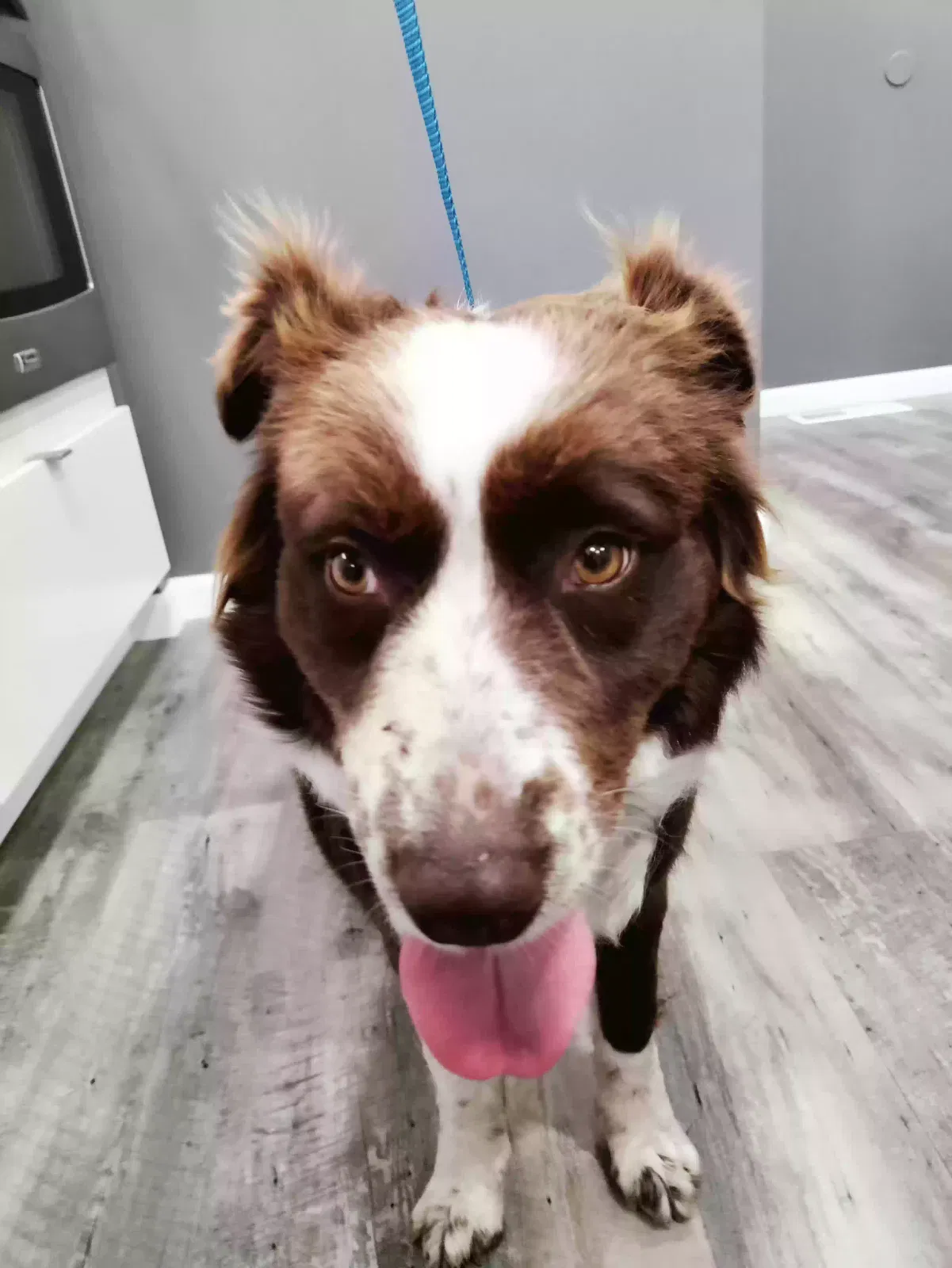 Found dog in Wichita, KS, 67213