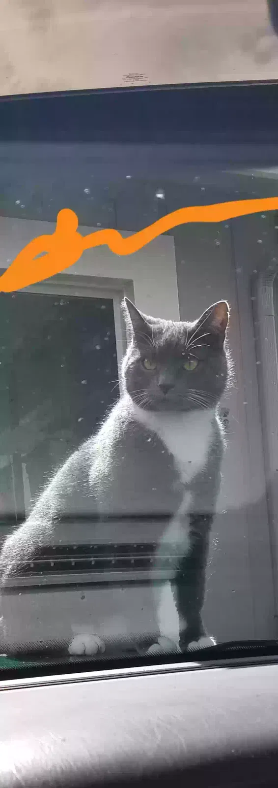 Lost cat in Steilacoom, WA, 98388