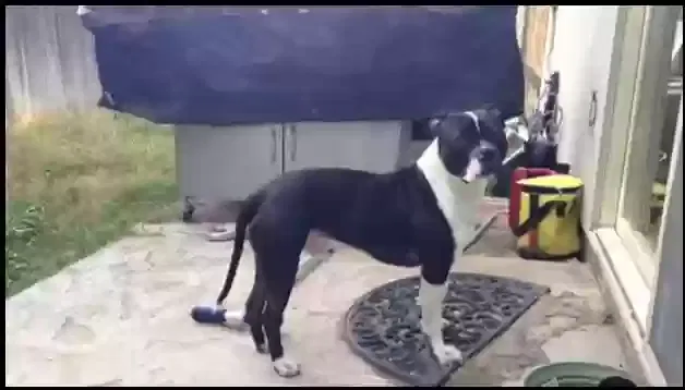 Lost dog in Caldwell, ID, 83605