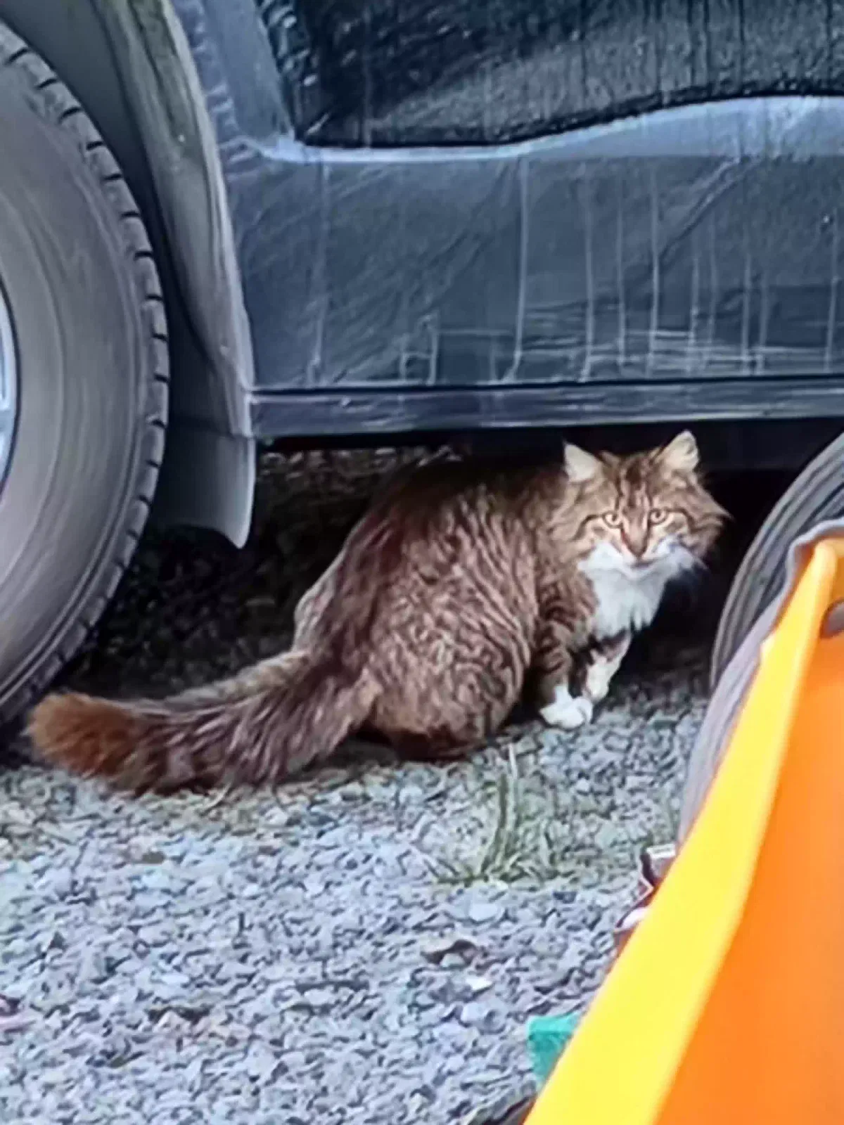 Found cat in Hallstead, PA, 18822