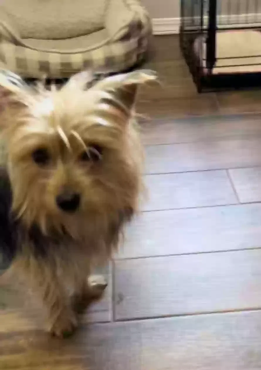 Lost dog in Luther, OK, 73054
