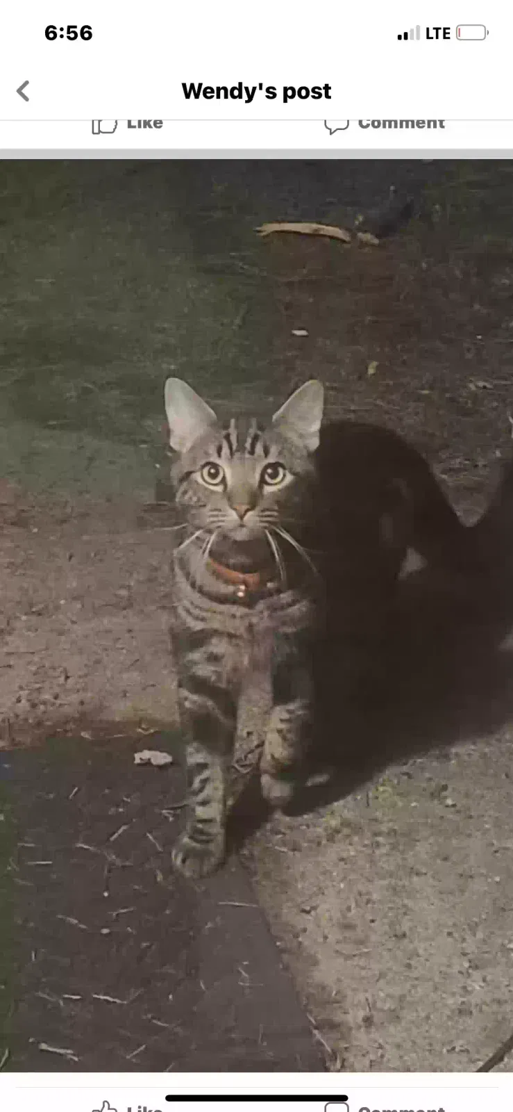Lost cat in Milford, MI, 48380