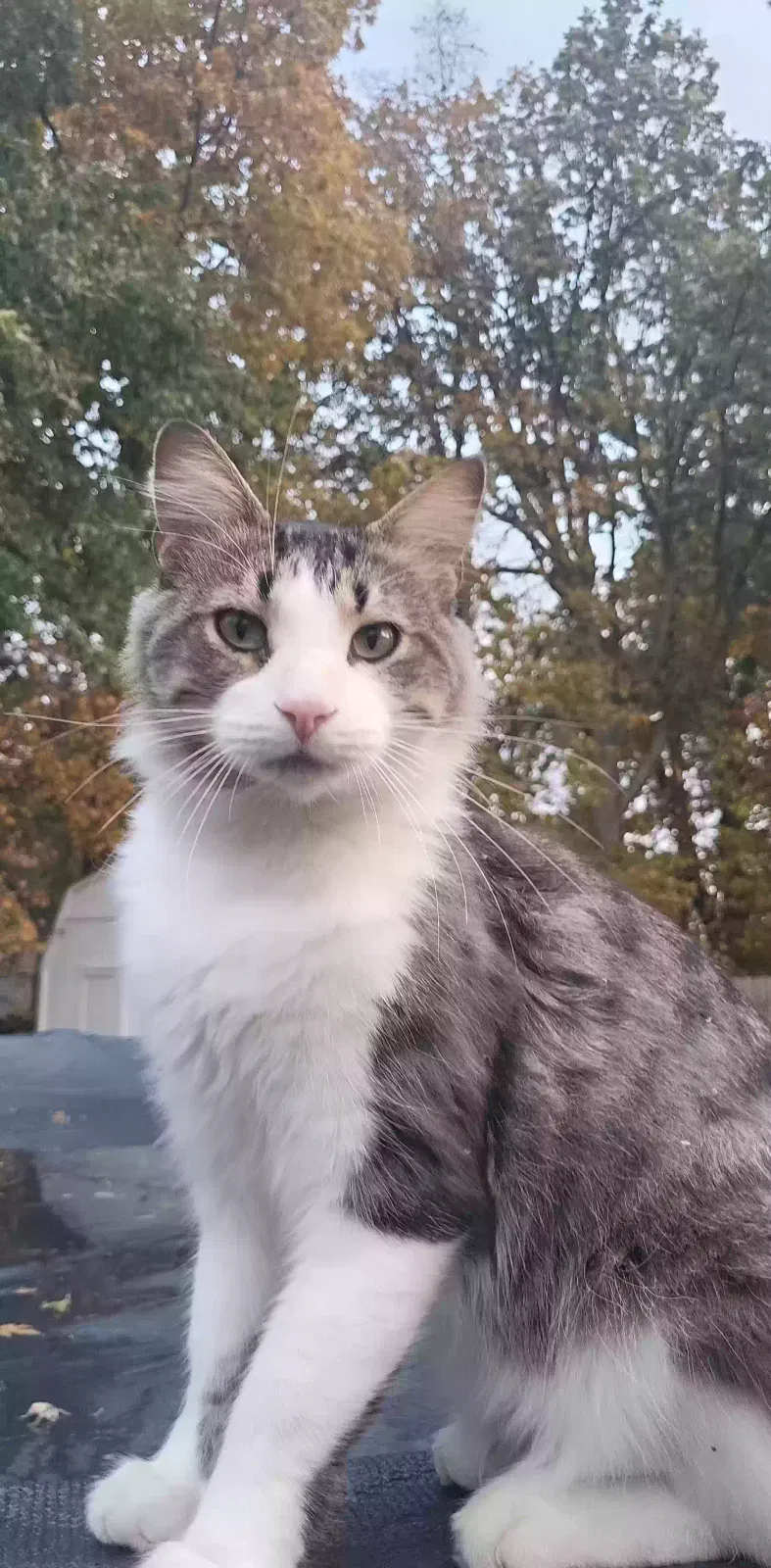 Lost cat in Fort Wayne, IN, 46816