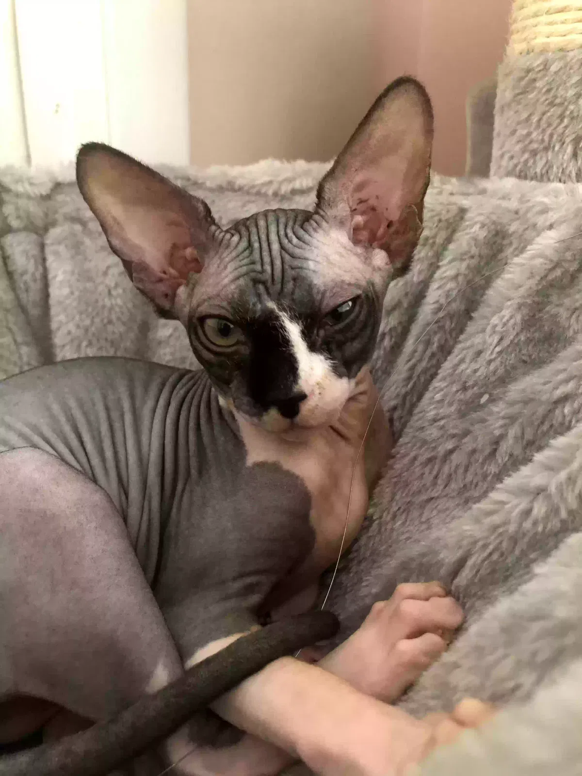 Lost cat in Bensalem, PA, 19020