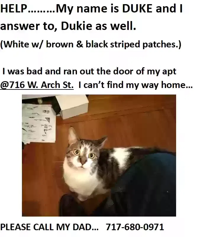 Lost cat in Pottsville, PA, 17901