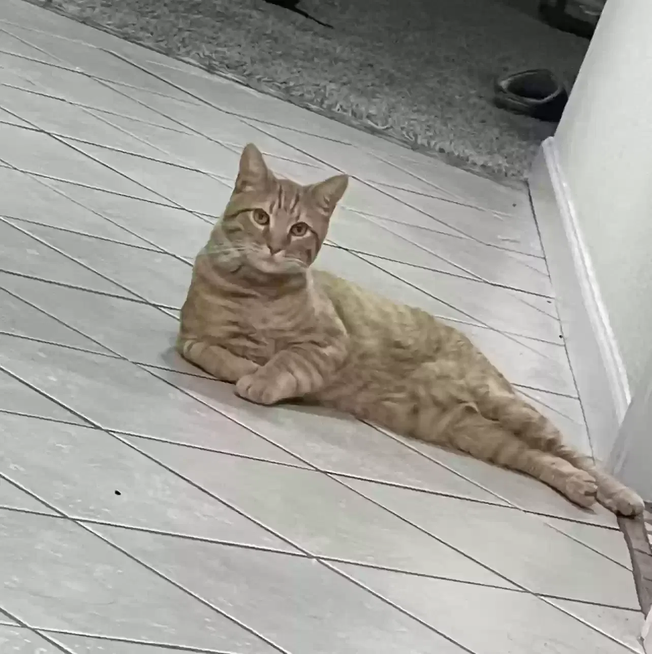 Lost cat in Palmdale, CA, 93552