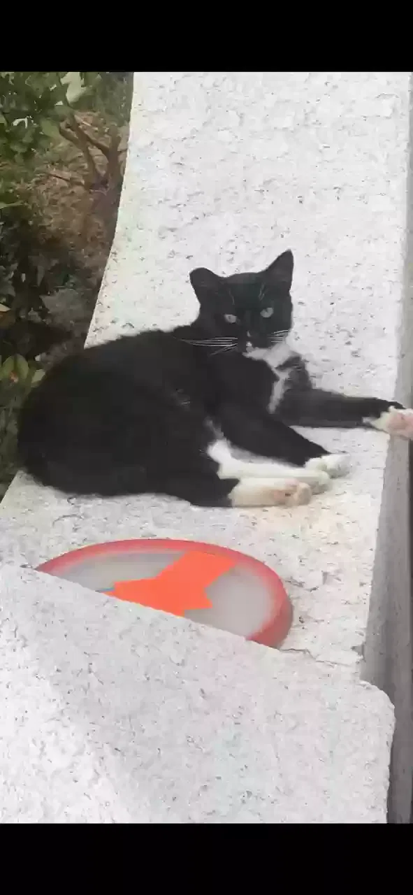 Lost cat in Clovis, CA, 93619