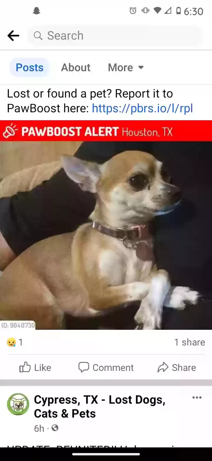 Lost dog in Houston, TX, 77095