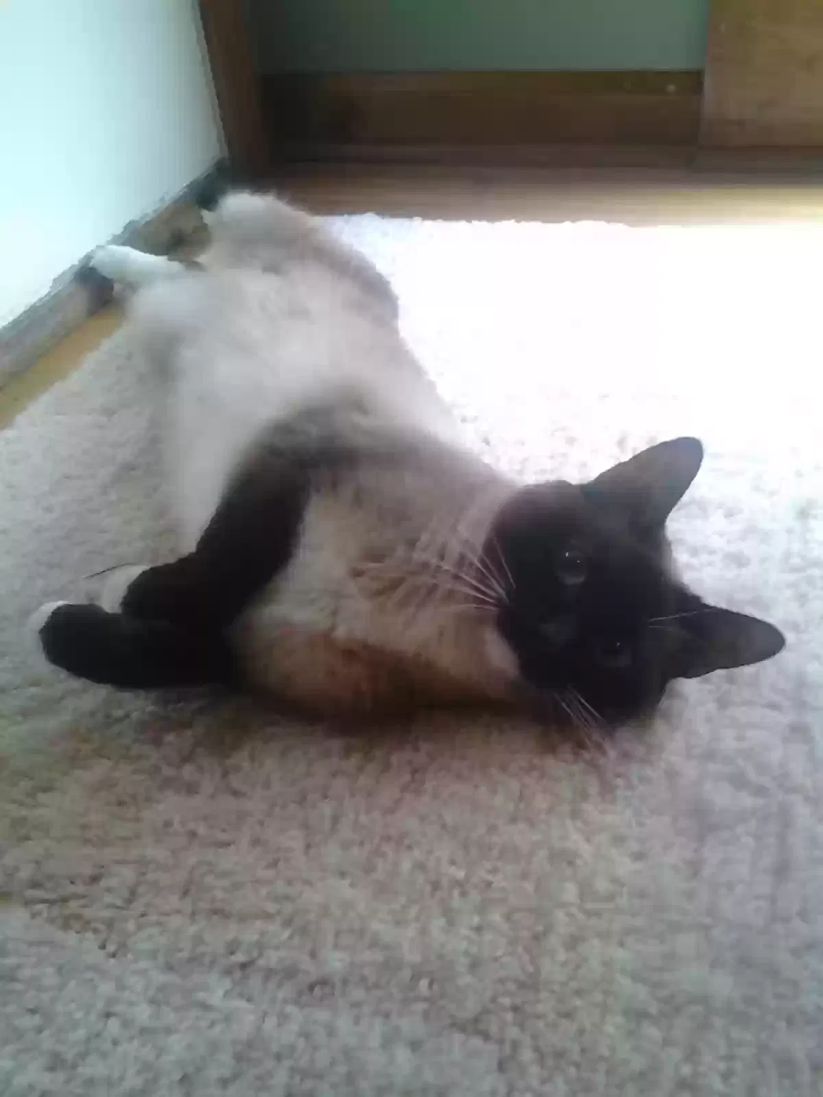 Lost cat in Olathe, KS, 66061