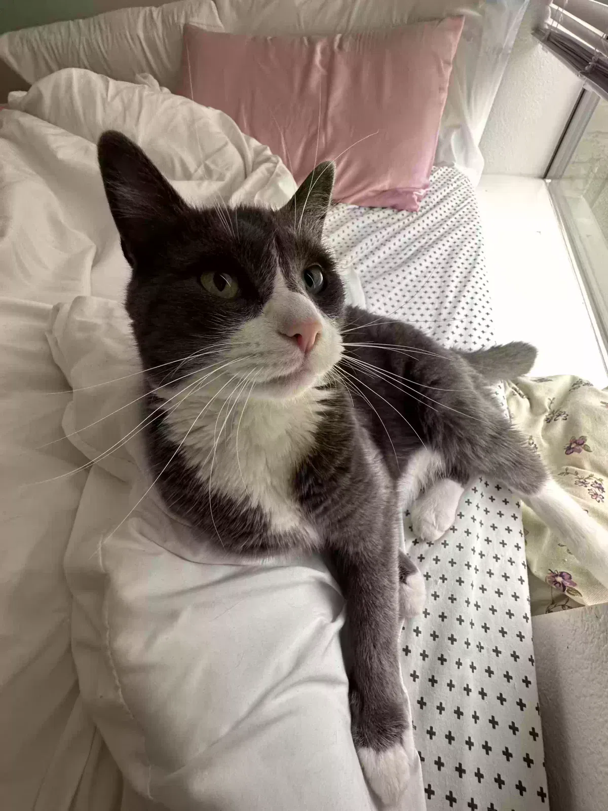 Lost cat in Austin, TX, 78744