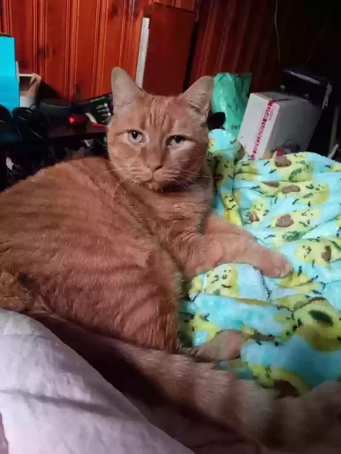 Lost cat in Huntington, NY, 11743