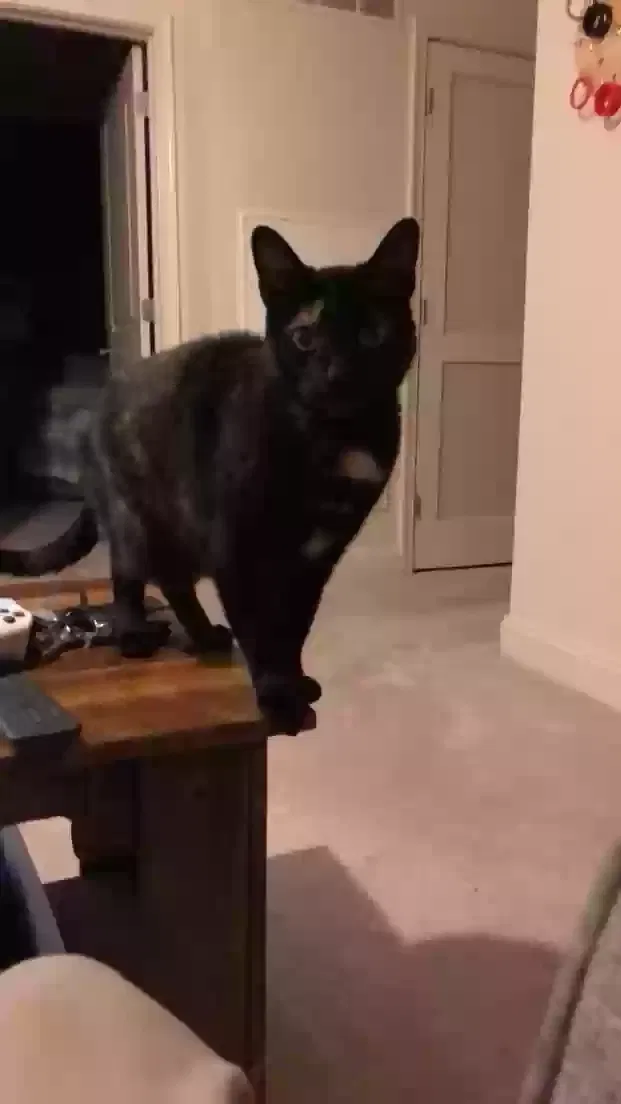 Lost cat in Reston, VA, 20194