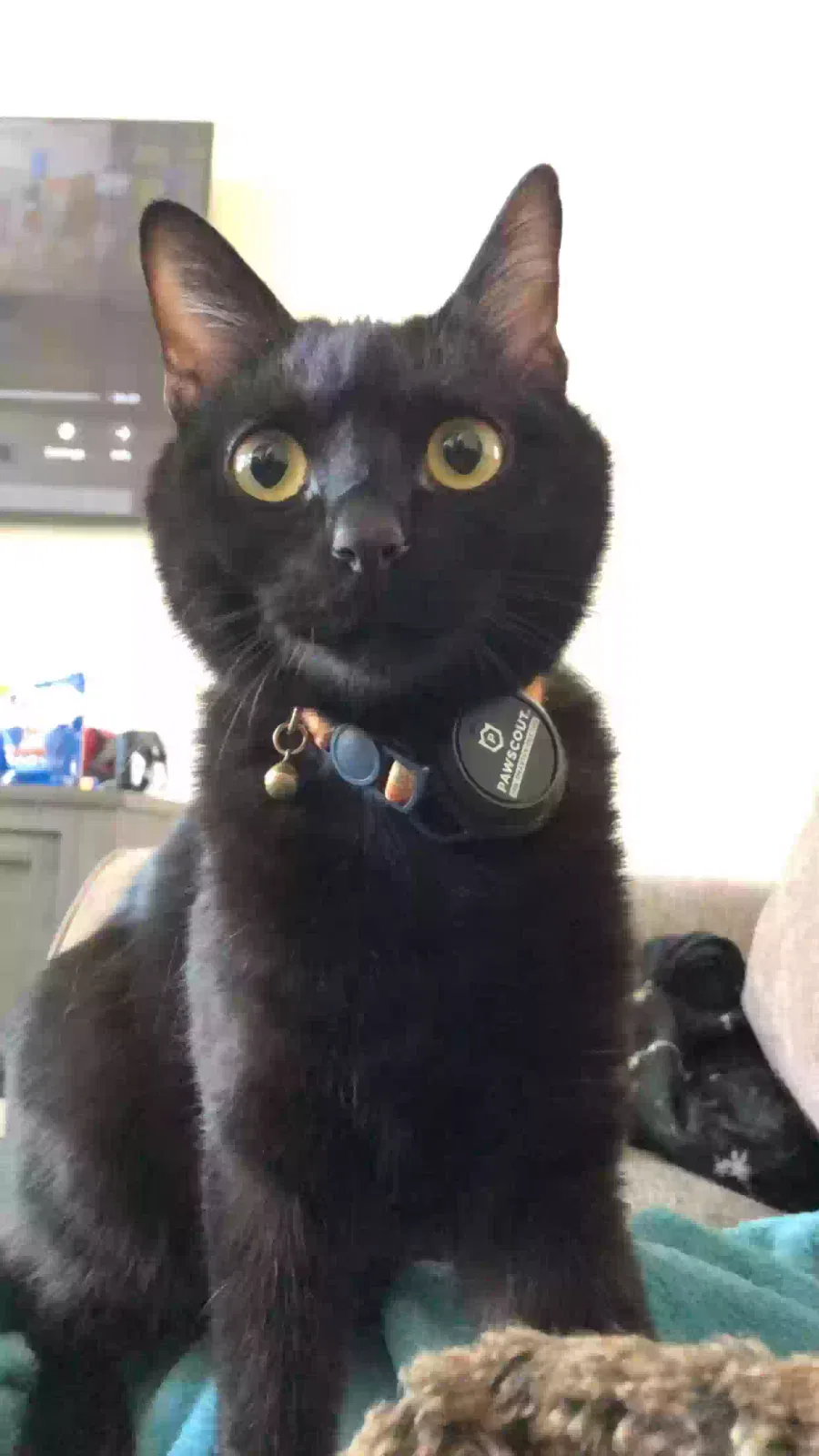 Lost cat in El Paso, TX, 79934