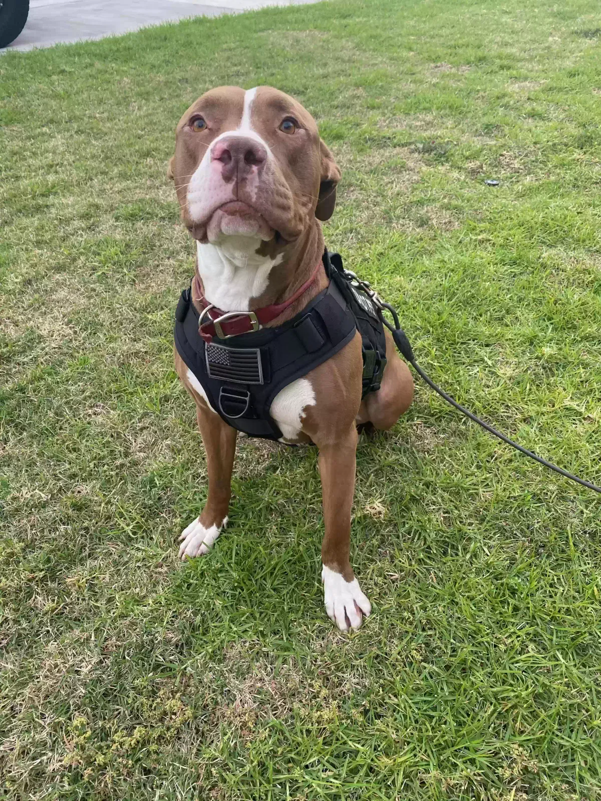 Lost dog in Bellflower, CA, 90706