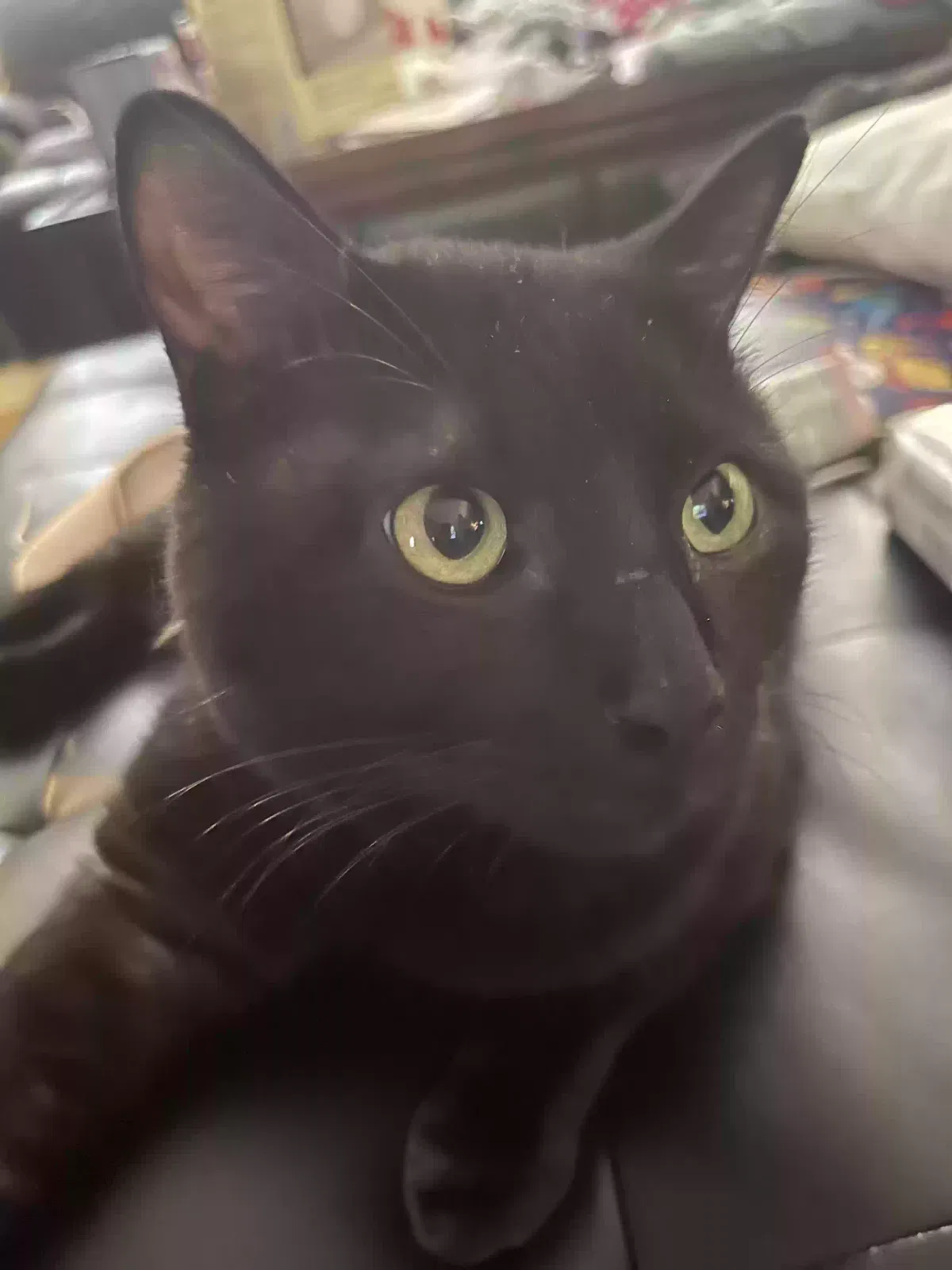 Lost cat in Houston, TX, 77084