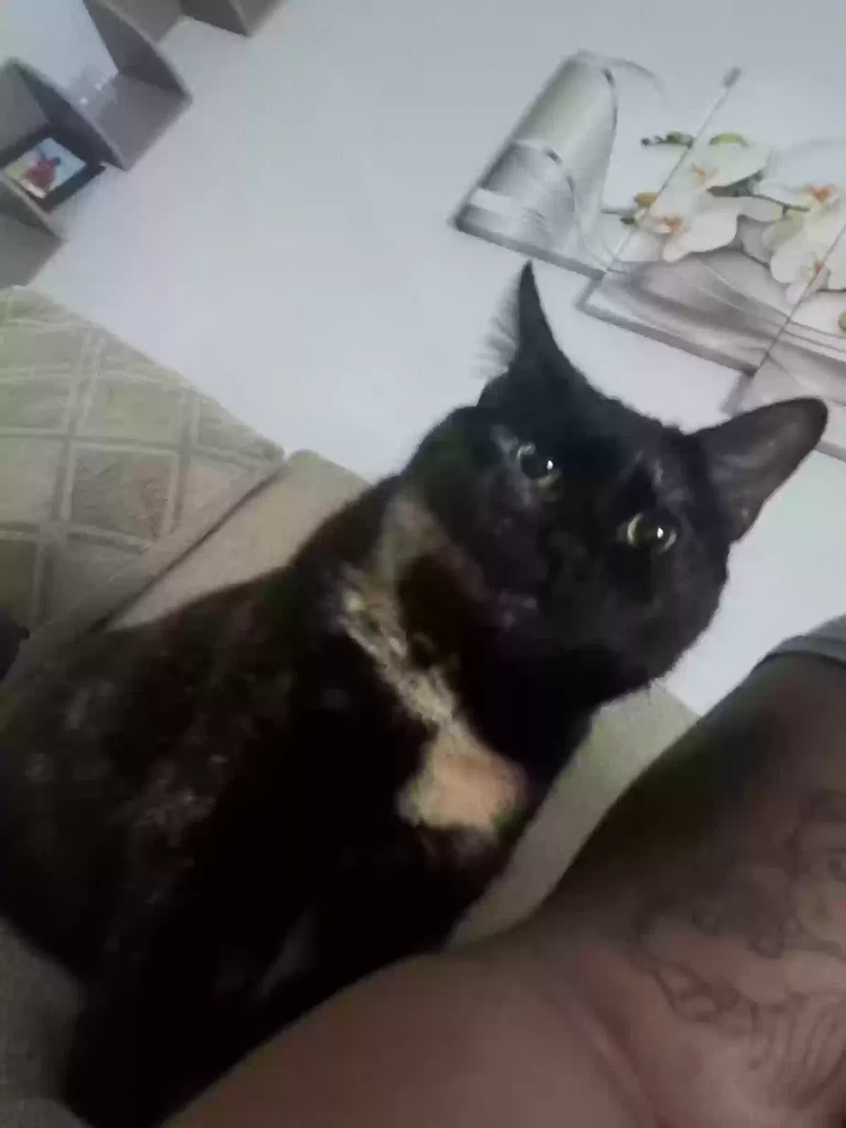 Lost cat in Parkville, MD, 21234