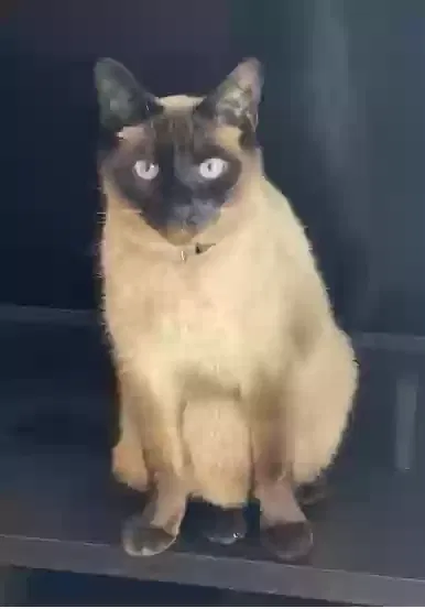 Lost cat in Lemon Grove, CA, 91945