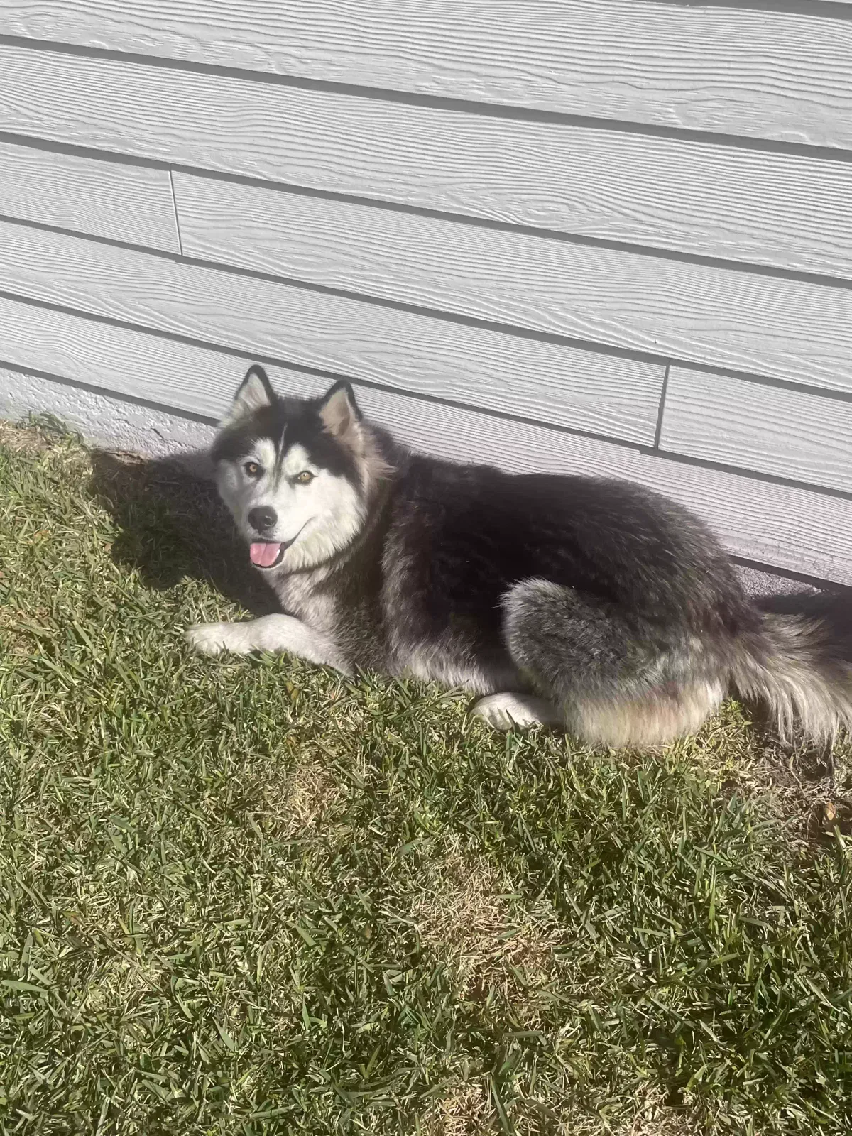 Lost dog in Jacksonville, FL, 32225