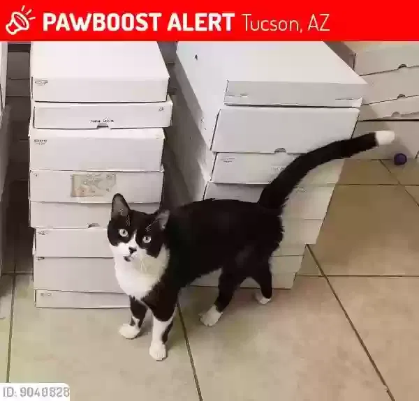 Lost cat in Tucson, AZ, 85713