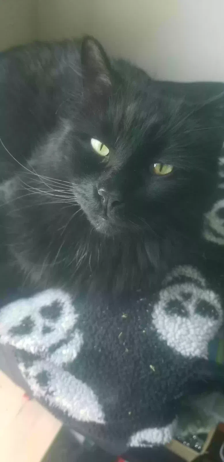 Lost cat in Tacoma, WA, 98444