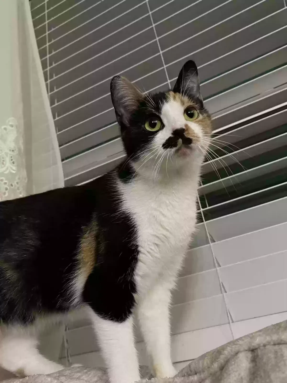 Lost cat in Cibolo, TX, 78108