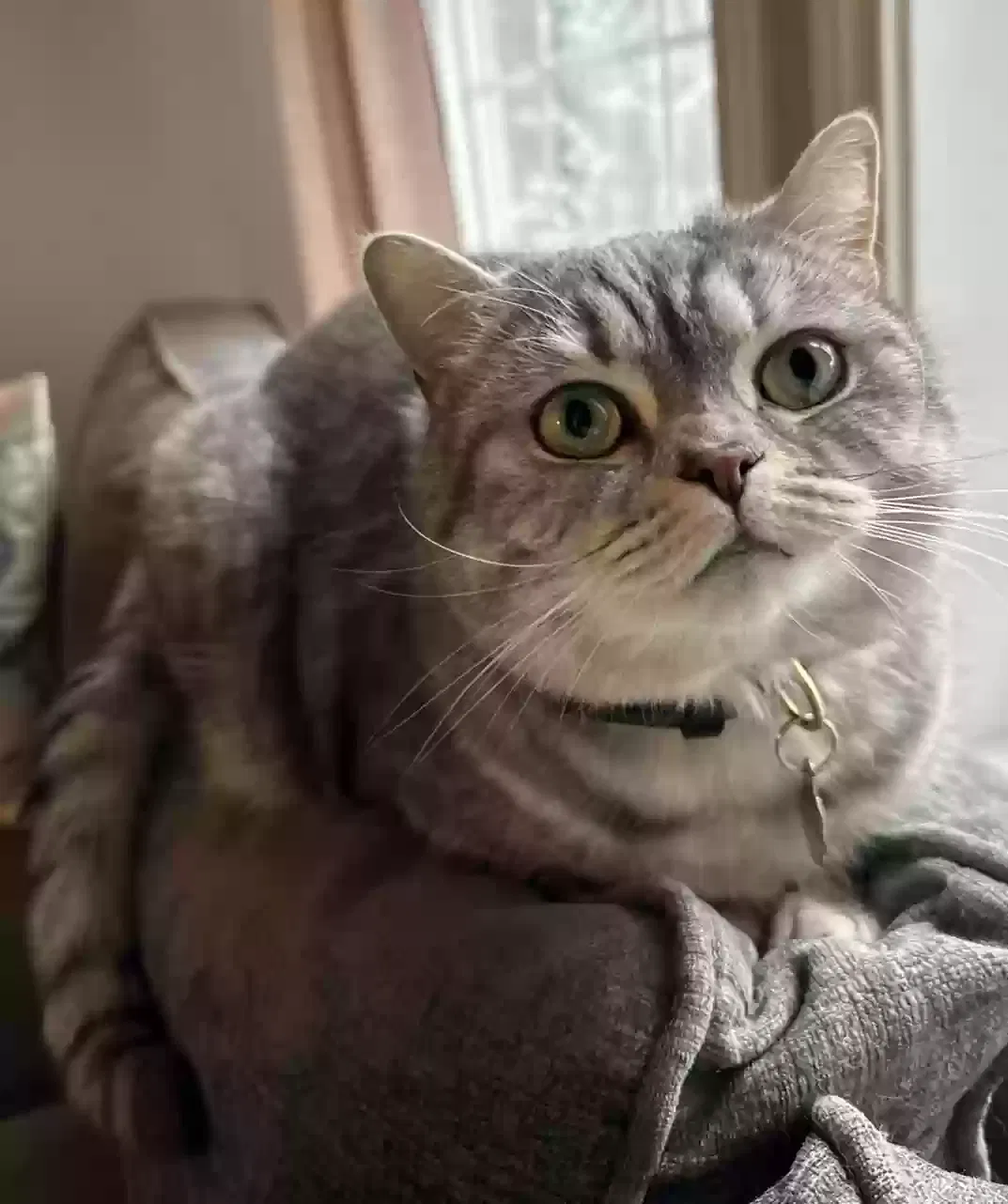 Lost cat in Troutdale, OR, 97060