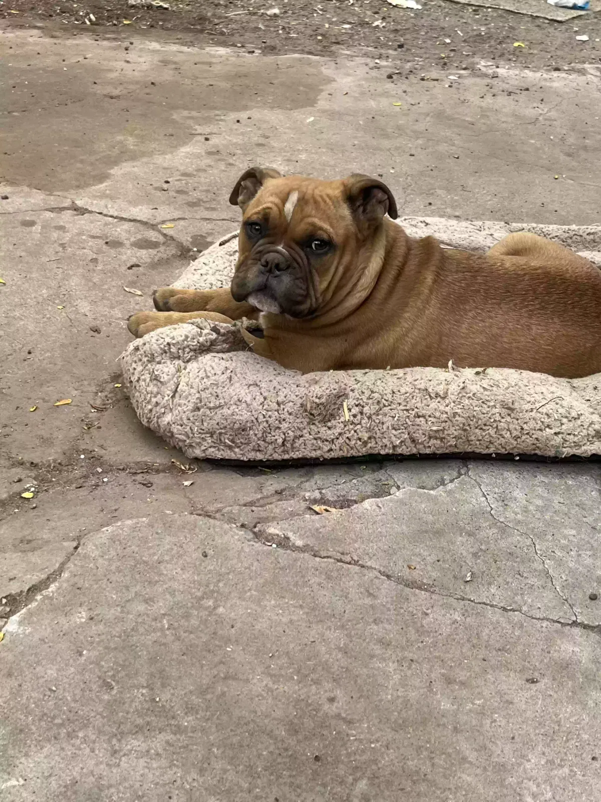 Lost dog in Albuquerque, NM, 87102