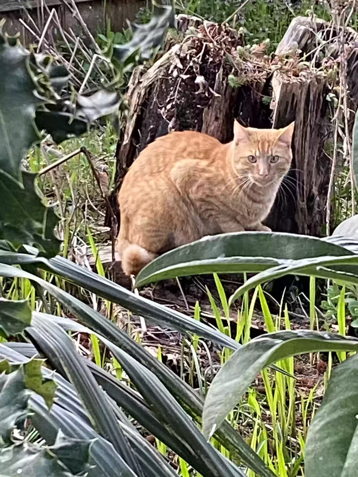 Lost cat in Eugene, OR, 97405