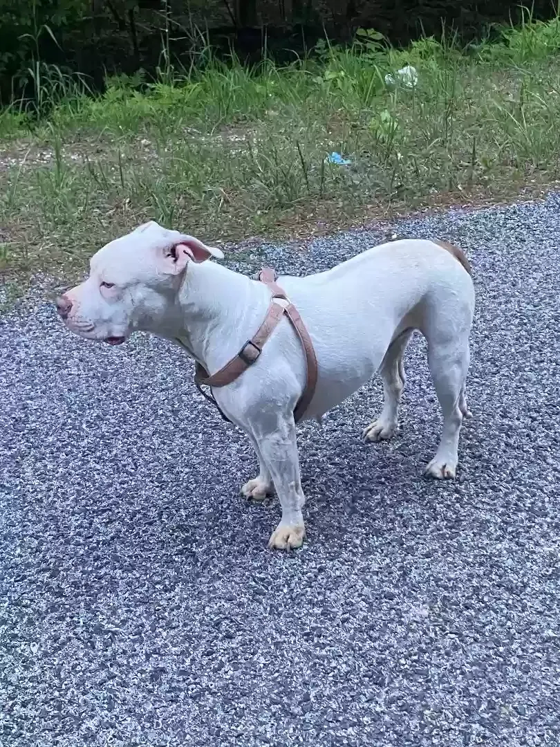 Found dog in Muscadine, AL, 36269