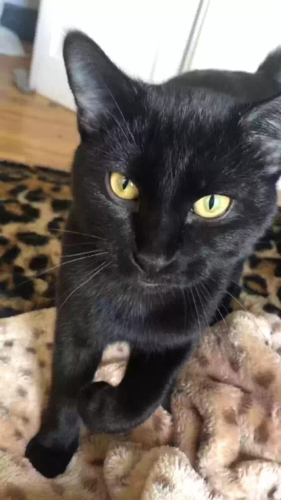 Lost cat in River Falls, WI, 54022