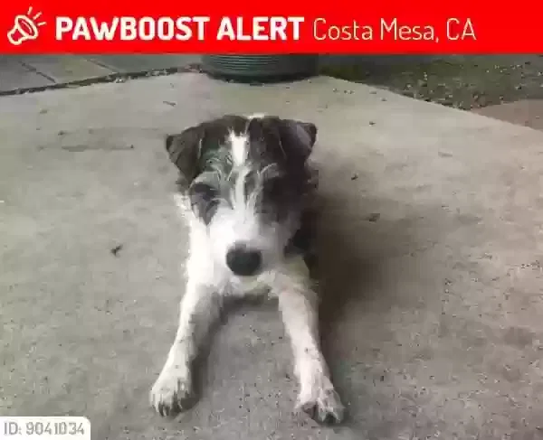 Lost dog in Costa Mesa, CA, 92627
