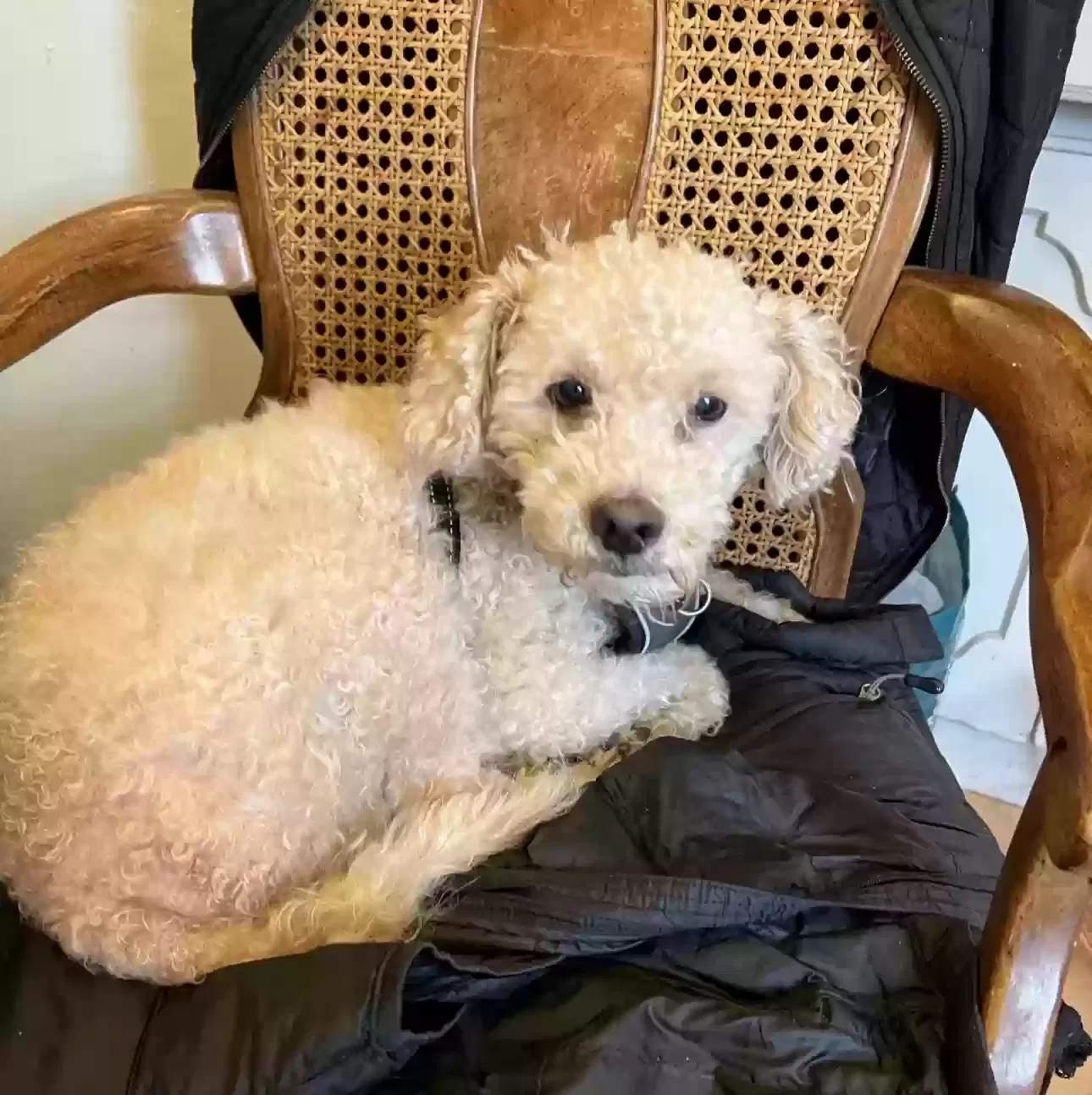 Lost dog in San Fernando, CA, 91340