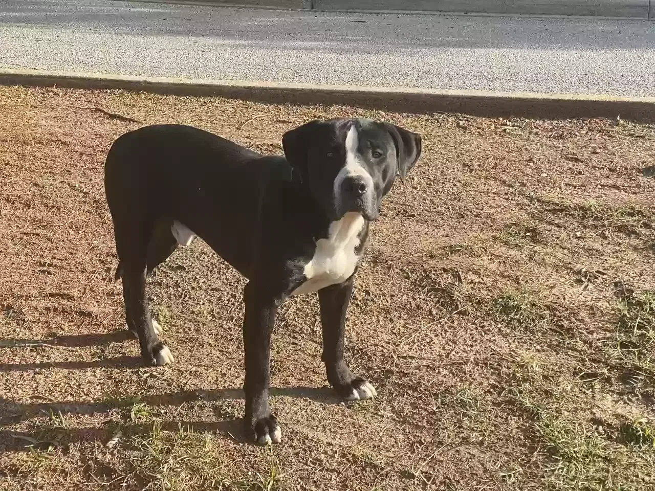 Found dog in Fort Worth, TX, 76112