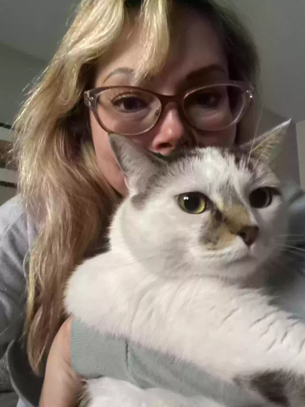 Lost cat in South Park, PA, 15129