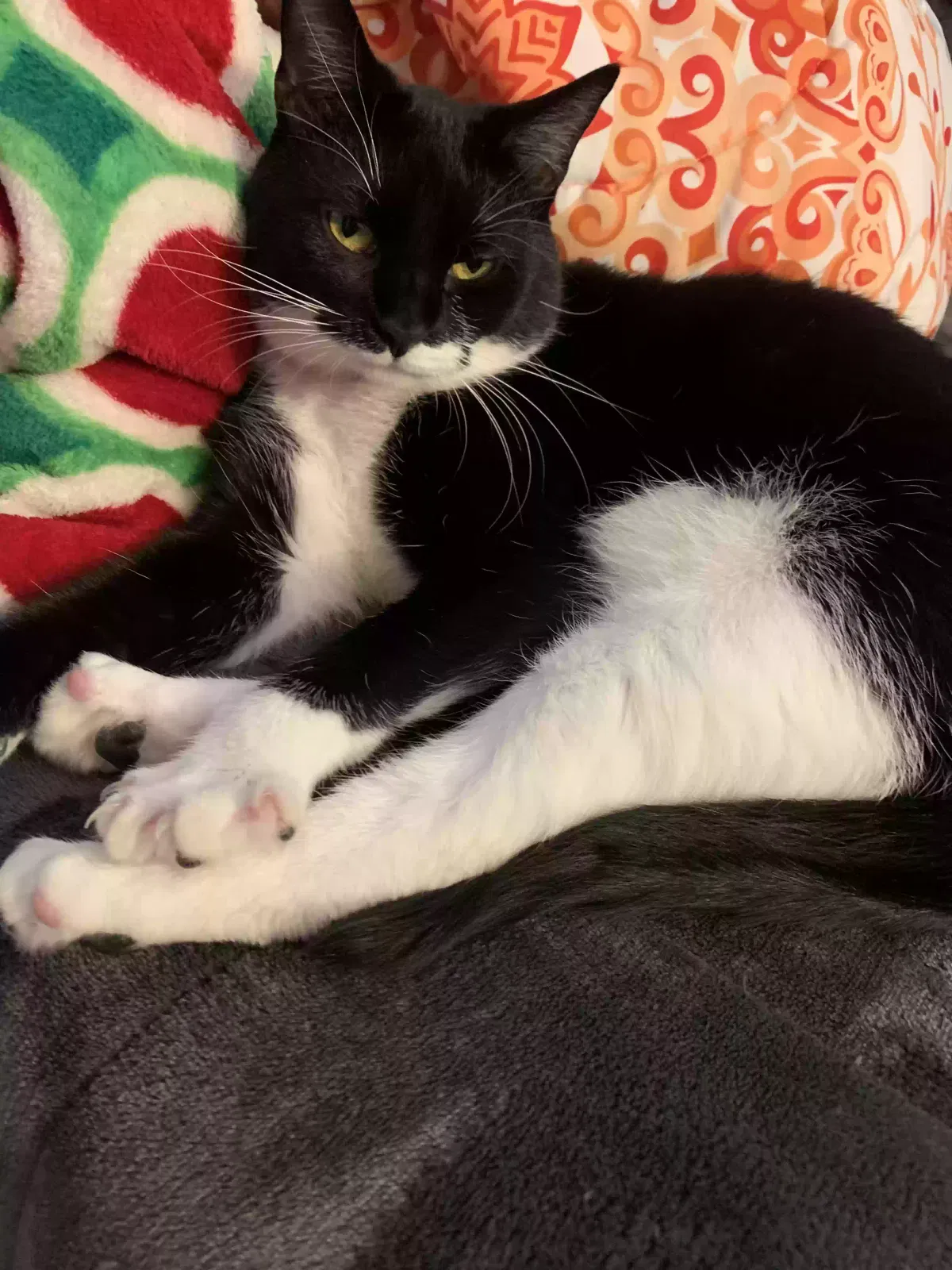 Lost cat in Plainfield, IN, 46168