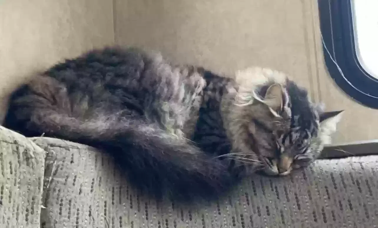 Lost cat in Chickamauga, GA, 30707