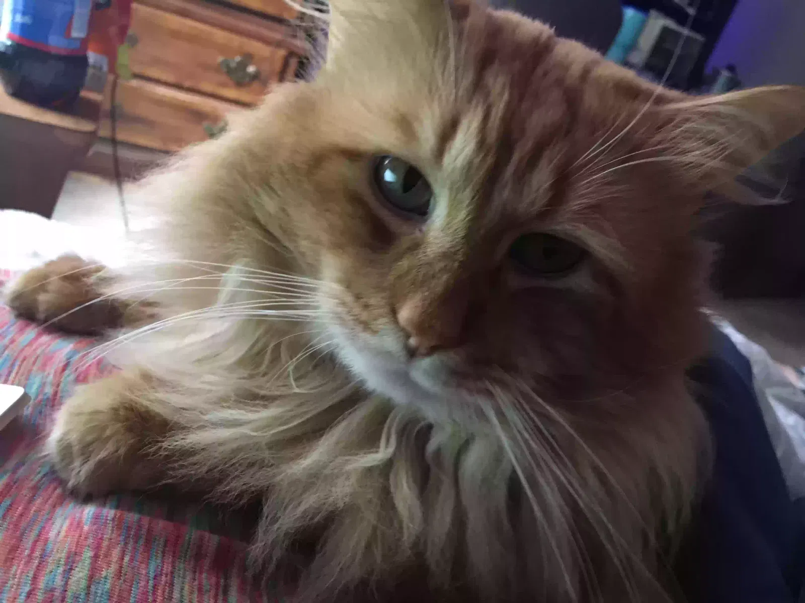 Lost cat in Abbeville, MS, 38601
