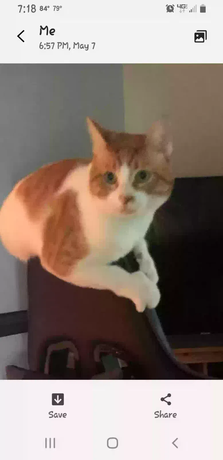 Lost cat in Chesapeake, VA, 23322