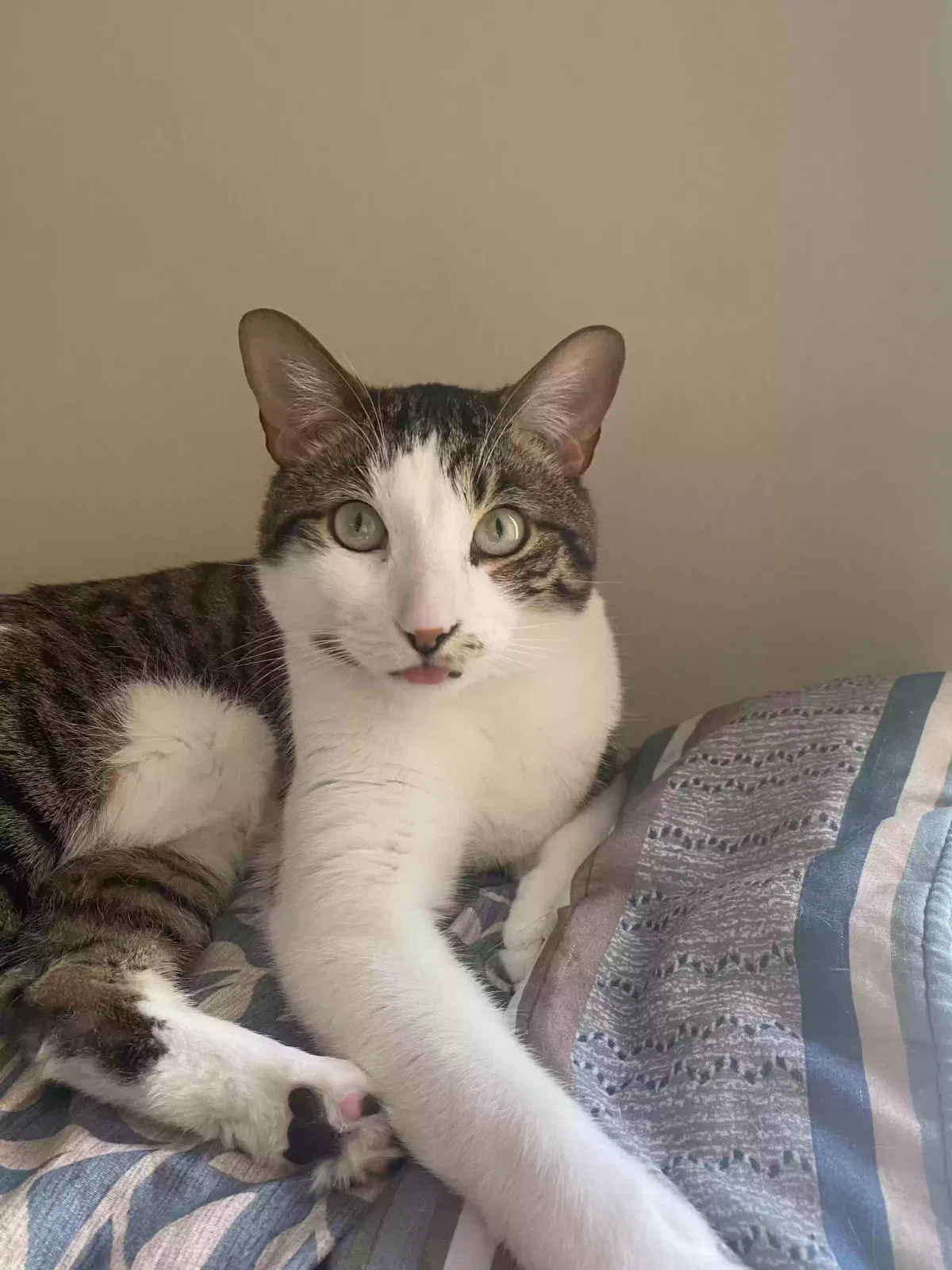 Lost cat in Asheville, NC, 28806