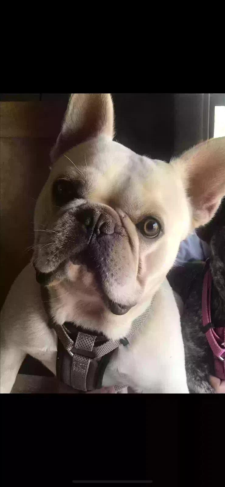 Lost dog in Unknown, TX, 65226