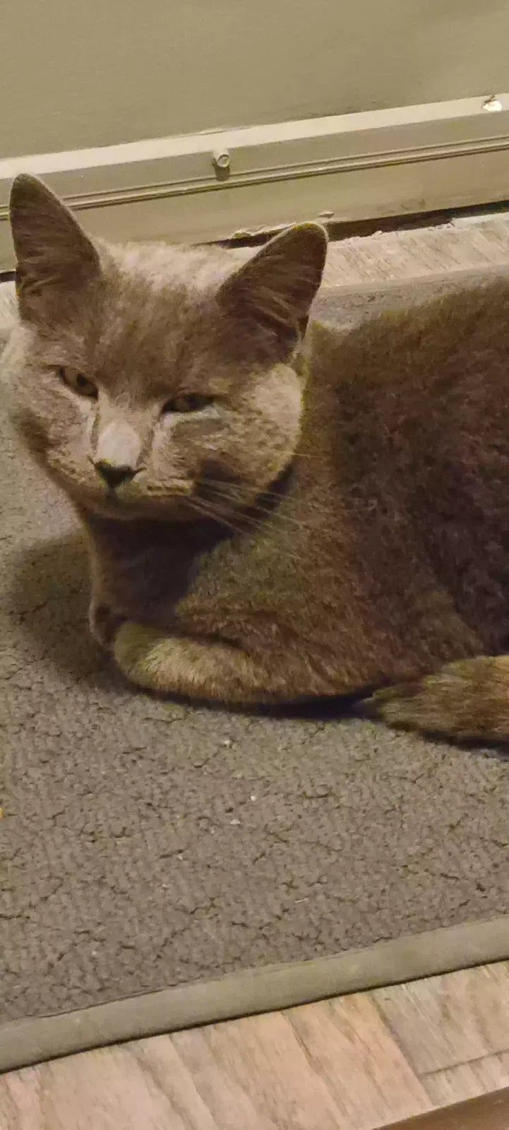 Found cat in Raleigh, NC, 27610