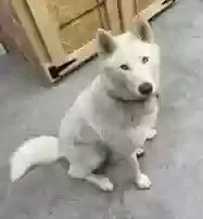 Lost dog in Nineveh, IN, 46164
