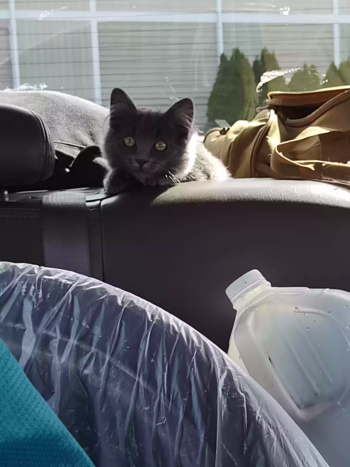 Lost cat in Lakewood, WA, 98496