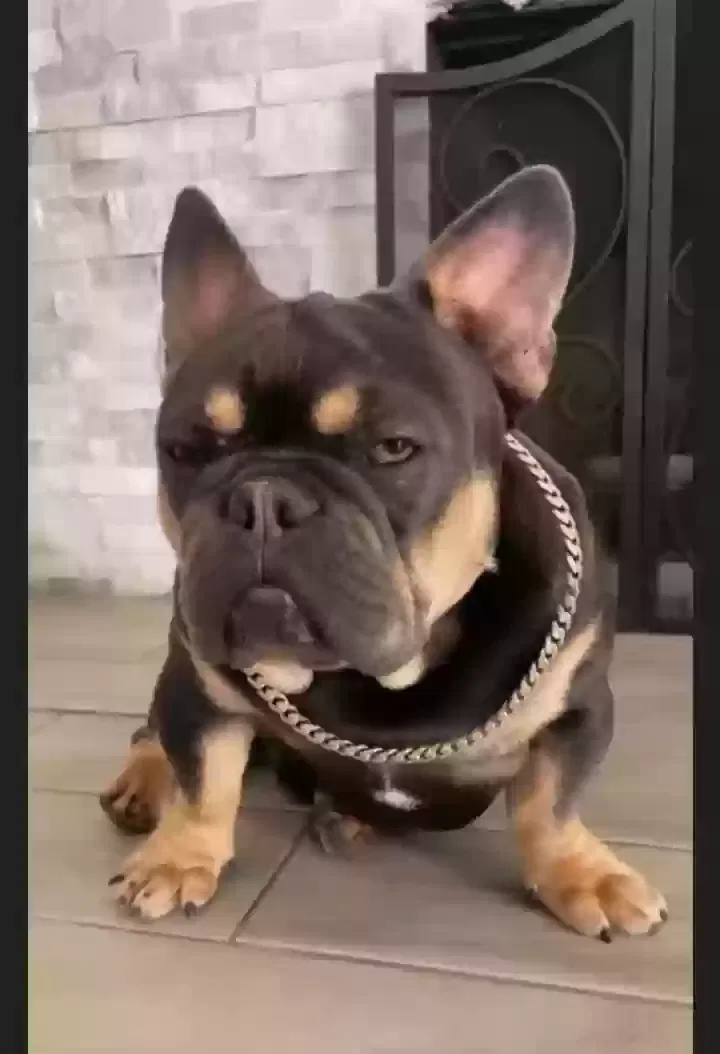 Lost dog in Rialto, CA, 92376