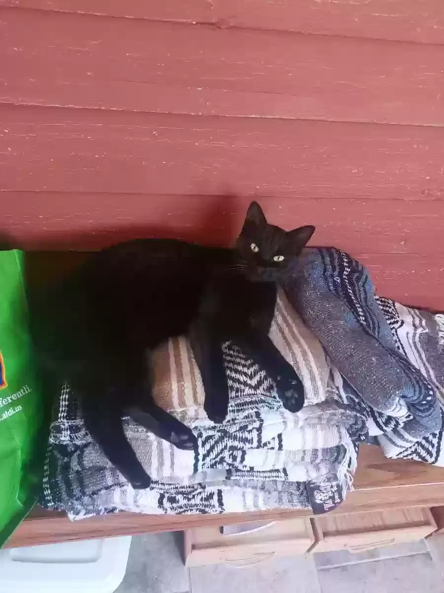 Lost cat in Glen Gardner, NJ, 8826